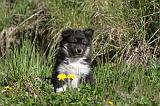 CHIEN FINNOIS DE LAPONIE 034